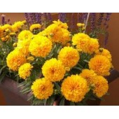 Кореопсис Coreopsis Golden Sphere